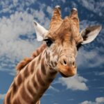 Planet Zoo 2 patch notes