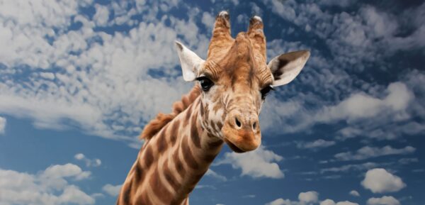 Planet Zoo 2 Patch Notes: Clear Bug Fixes and Updates